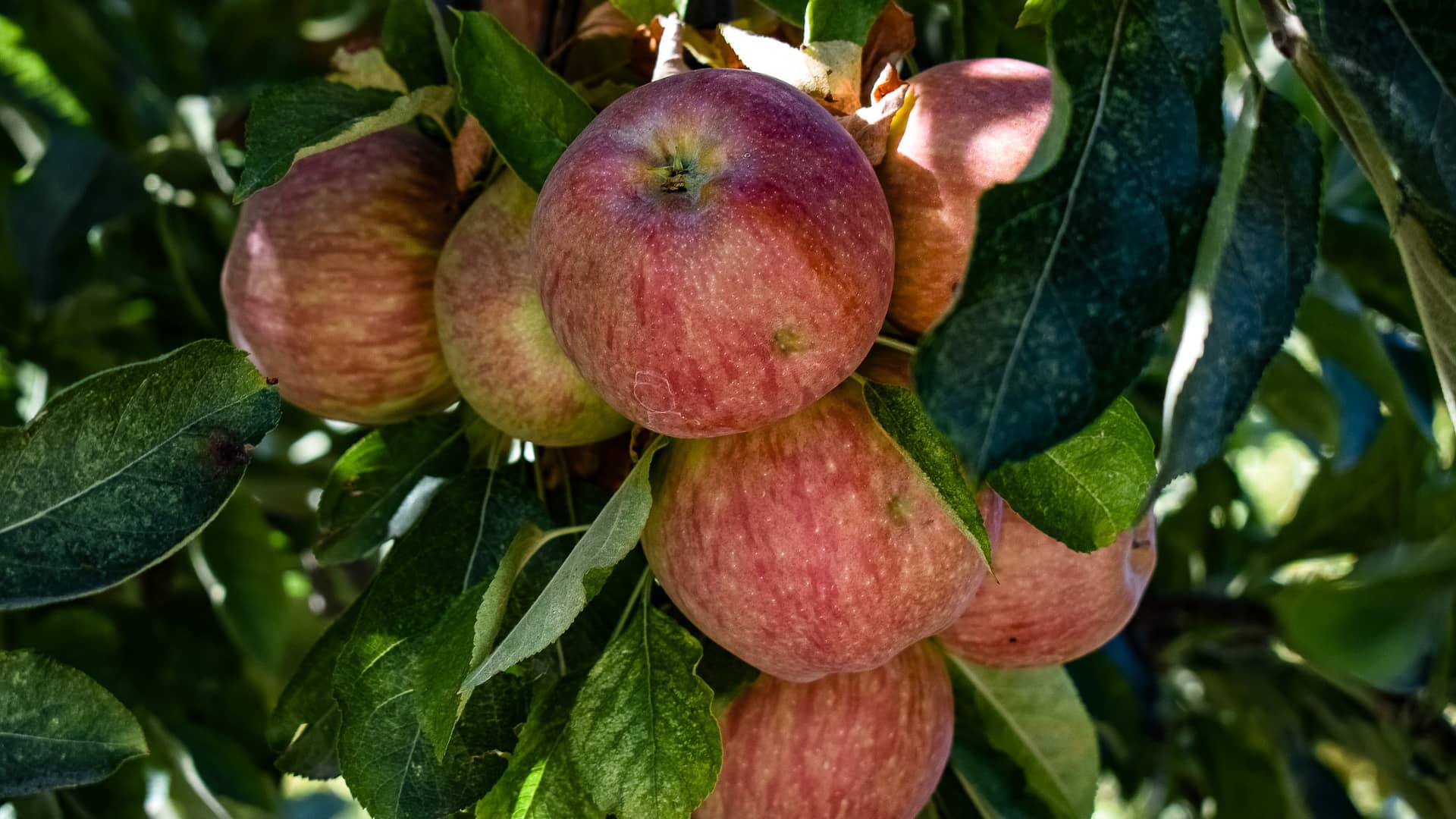 apples fruit red delicious healthy  