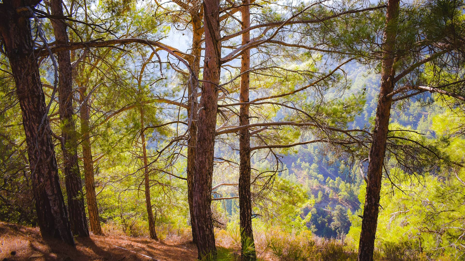 forest trees branch nature summer  