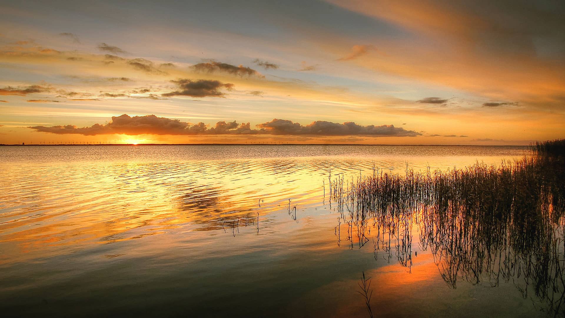 sunrise reed landscape nature lake  