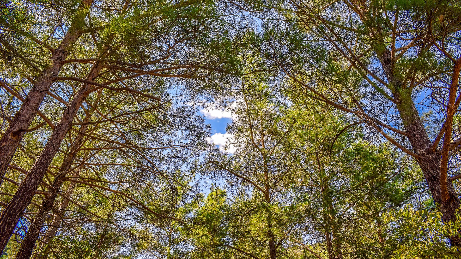 tree trunk forest trees nature  