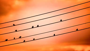 birds on a wire sunset sky clouds  