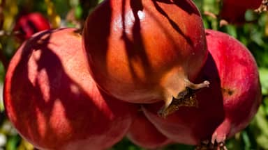 pomegranate fruit summer food  