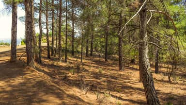 tree trunk forest trees nature  