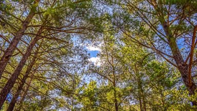 tree trunk forest trees nature  