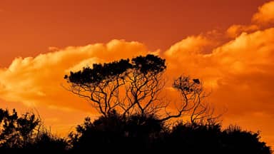 trees branches sunset sky clouds  